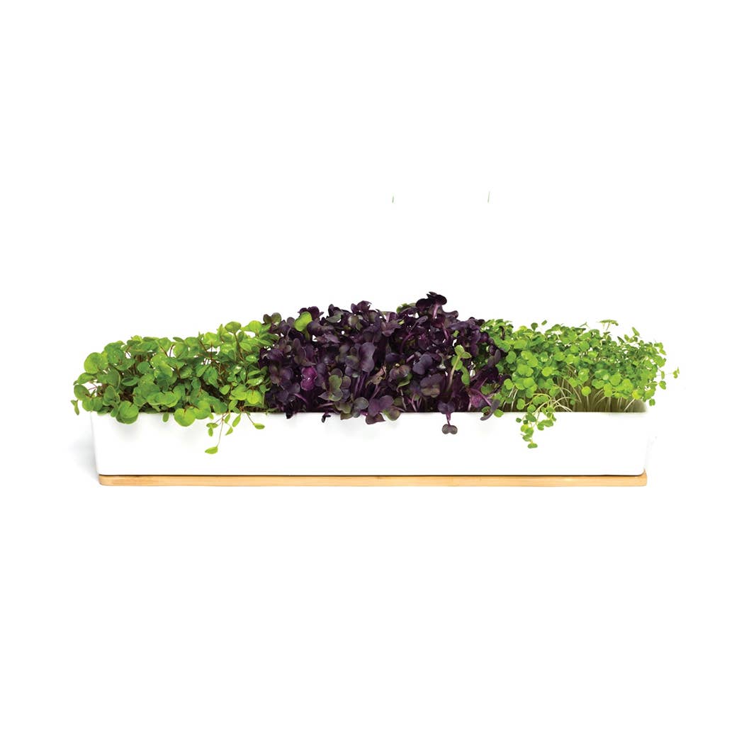 Microgreens Windowsill Box Kit