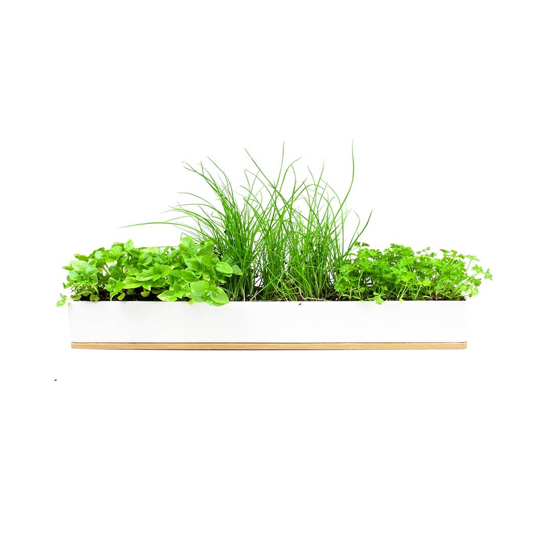 Micro Herbs Windowsill Box Kit