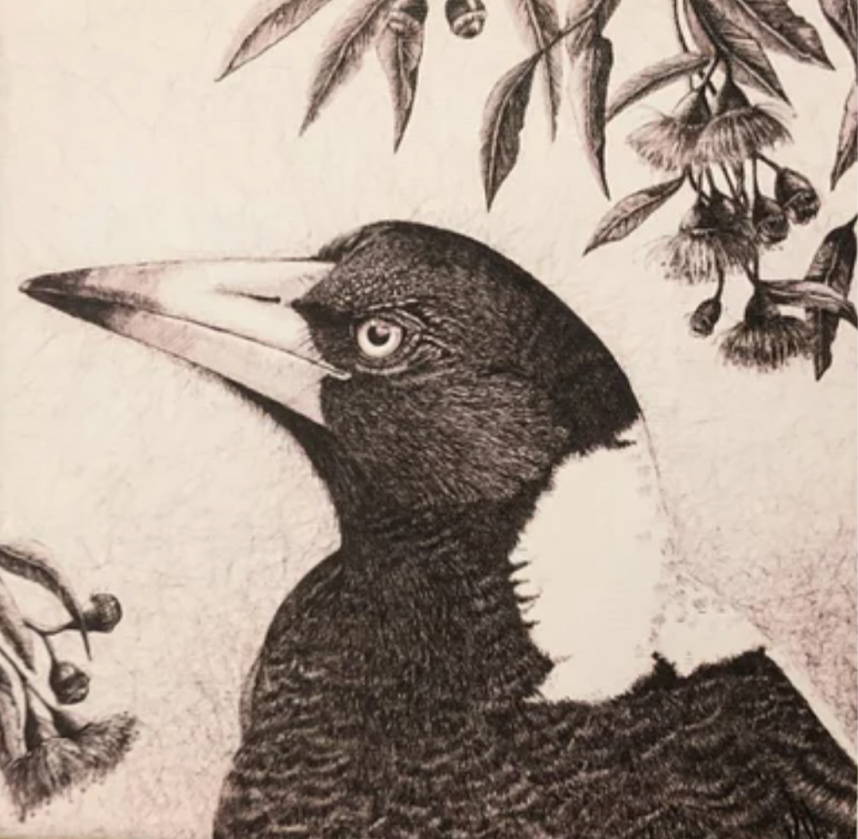 Magpie Under the Flowering Gums. Print by Kath Unsworth South Coast Artist