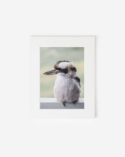 Mumble The Kookaburra - Photography Print