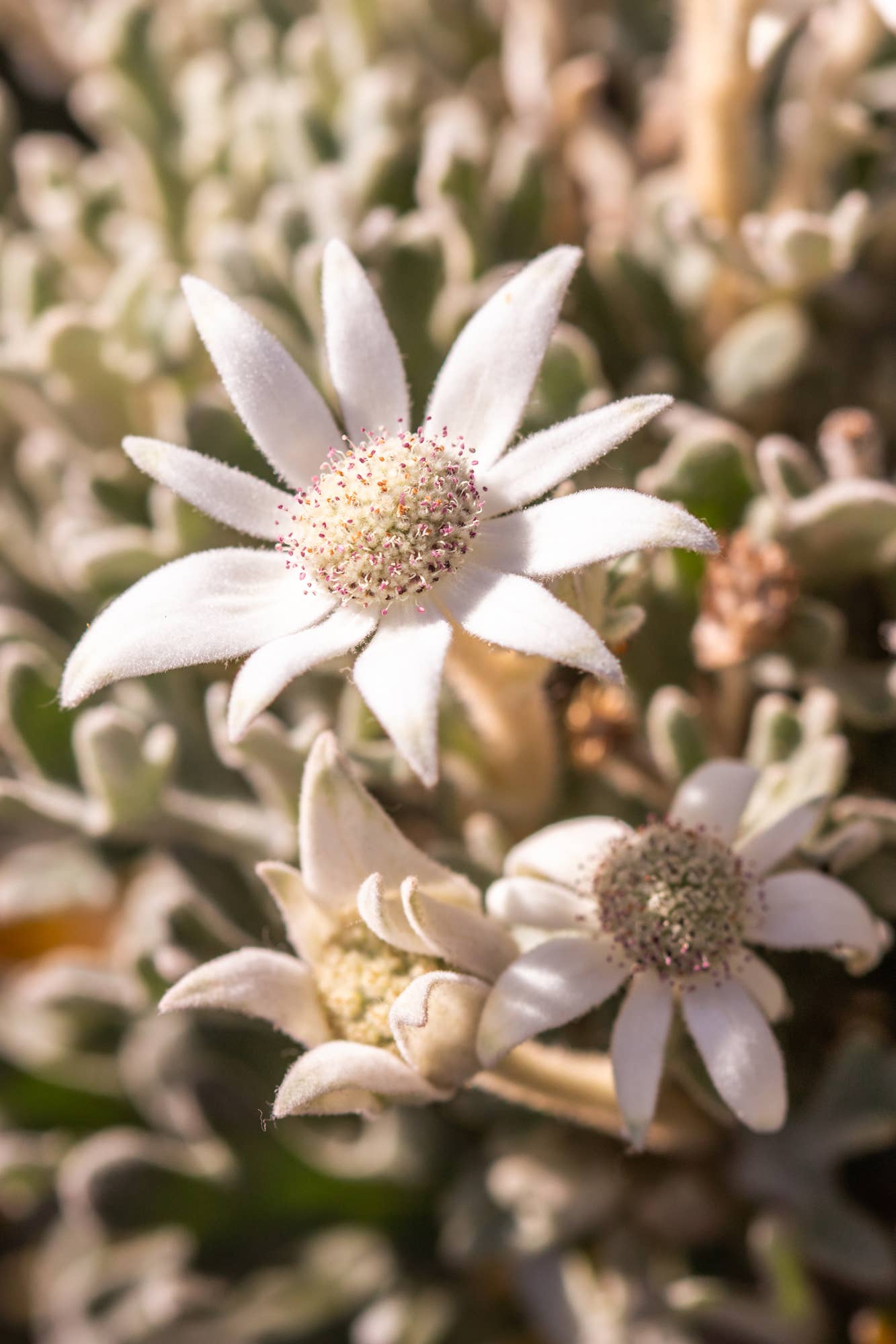 Flannel Flower Fuzz - Photography Print