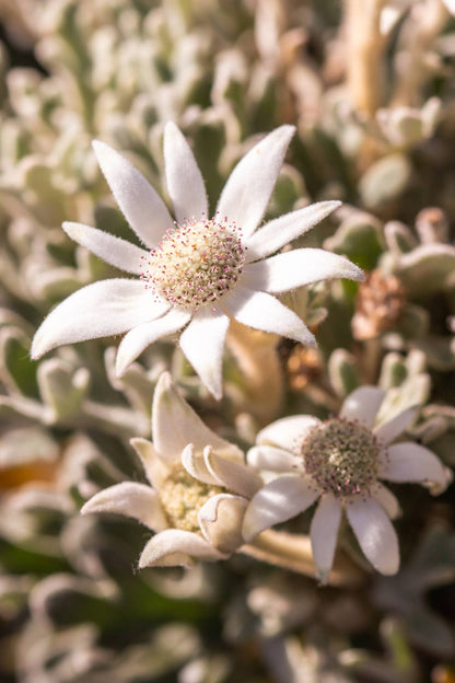 Flannel Flower Fuzz - Photography Print