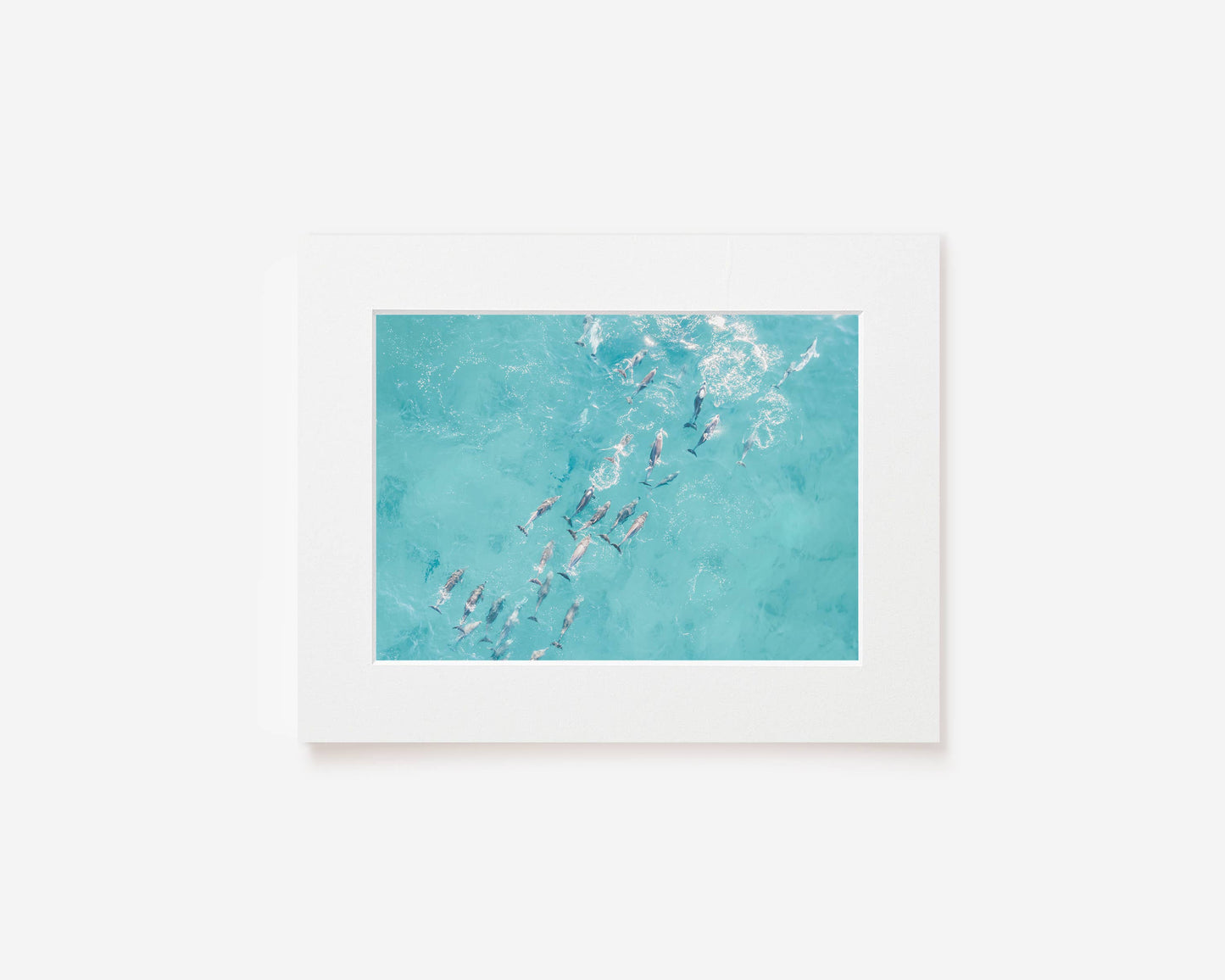 Playful Pod - Dolphin Photography Print