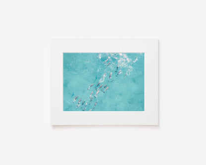 Playful Pod - Dolphin Photography Print