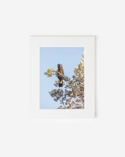 Perched Bloom - Black Cockatoo Photography Print