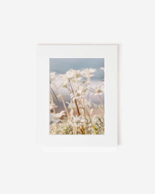 Coastal Petals - Flannel Flower Photography Print