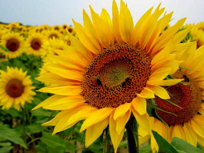 Sunflower Watering Can Pink - Sunflower Seeds