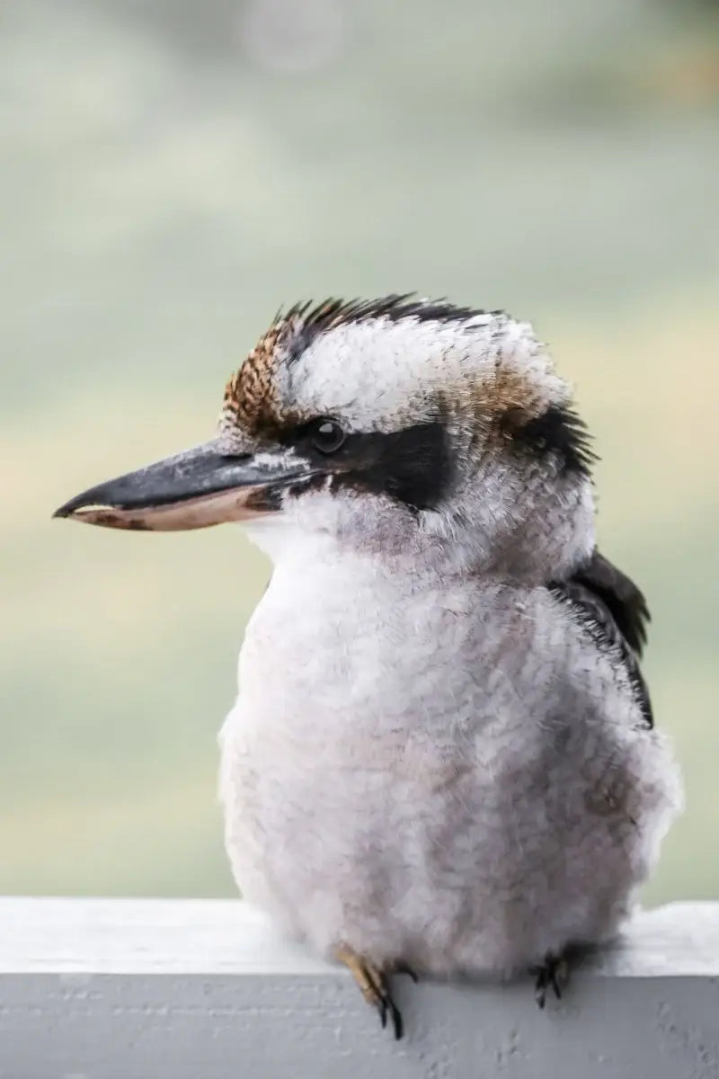 Mumble The Kookaburra - Photography Print