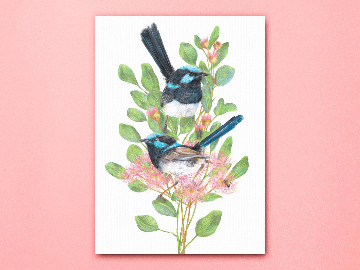 Superb Fairy-wrens Linen Art Print