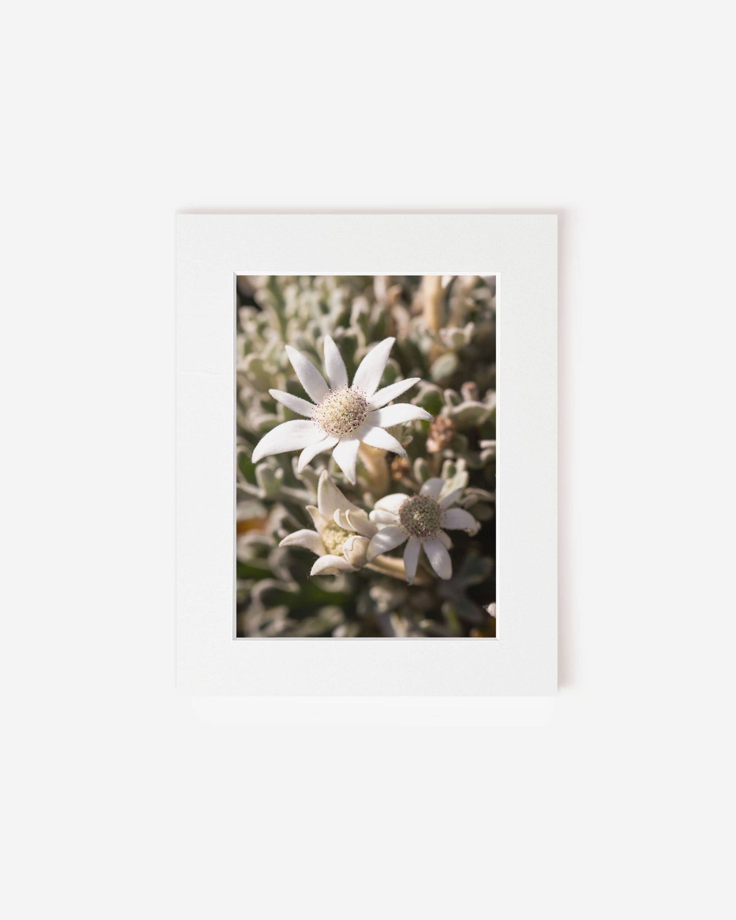Flannel Flower Fuzz - Photography Print