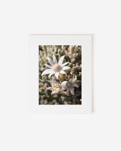 Flannel Flower Fuzz - Photography Print