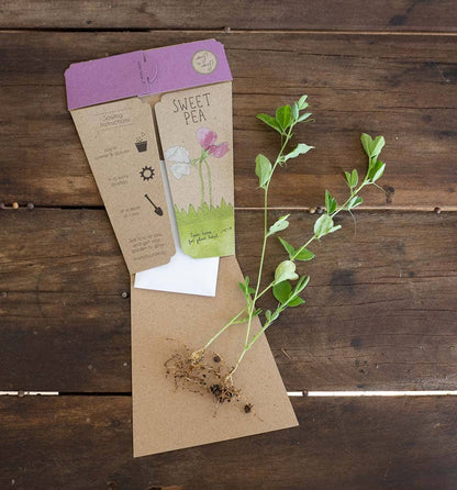 Sweet Pea Gift of Seeds (Australia Only)