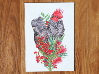 Gang-gang Cockatoos Art Print