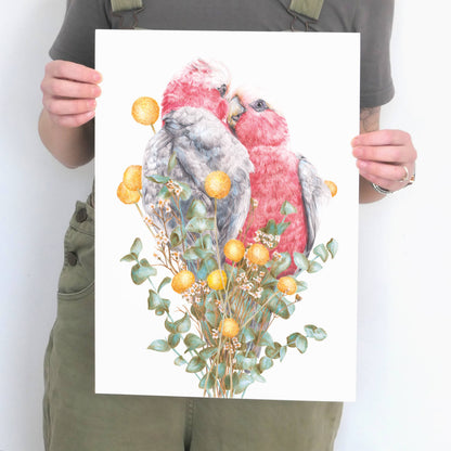 Galahs Art Print