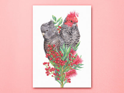 Gang-gang Cockatoos Art Print