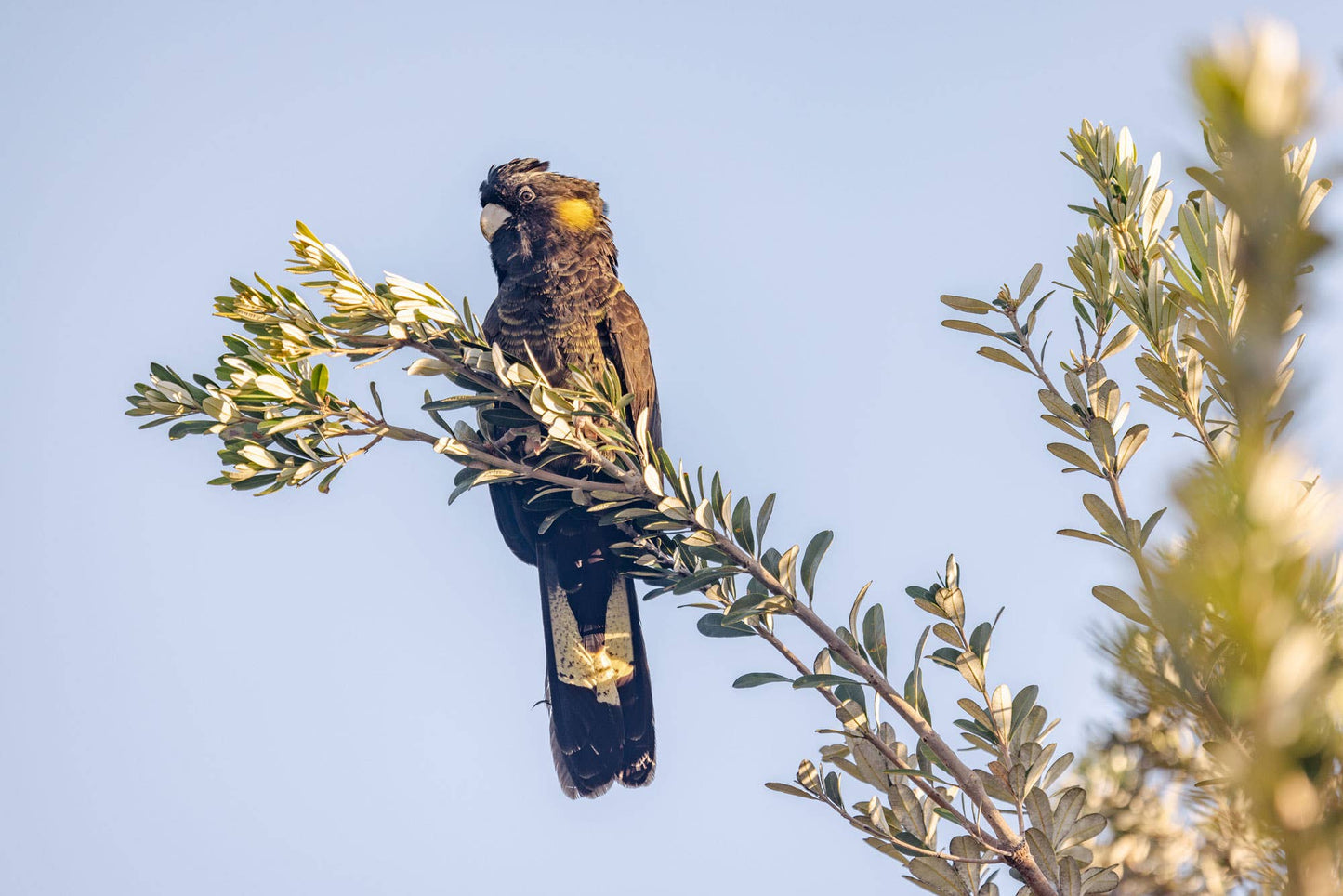 Spirit of the Banksia - Black Cockatoo Photography Print