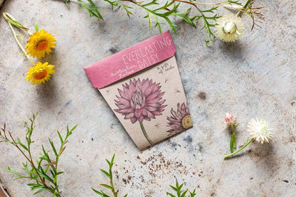 Everlasting Daisy Gift of Seeds (Australia Only)