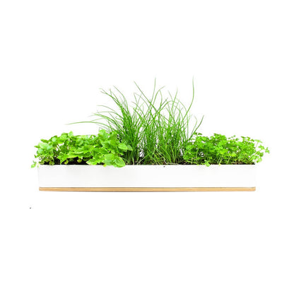 Micro Herbs Windowsill Box Kit