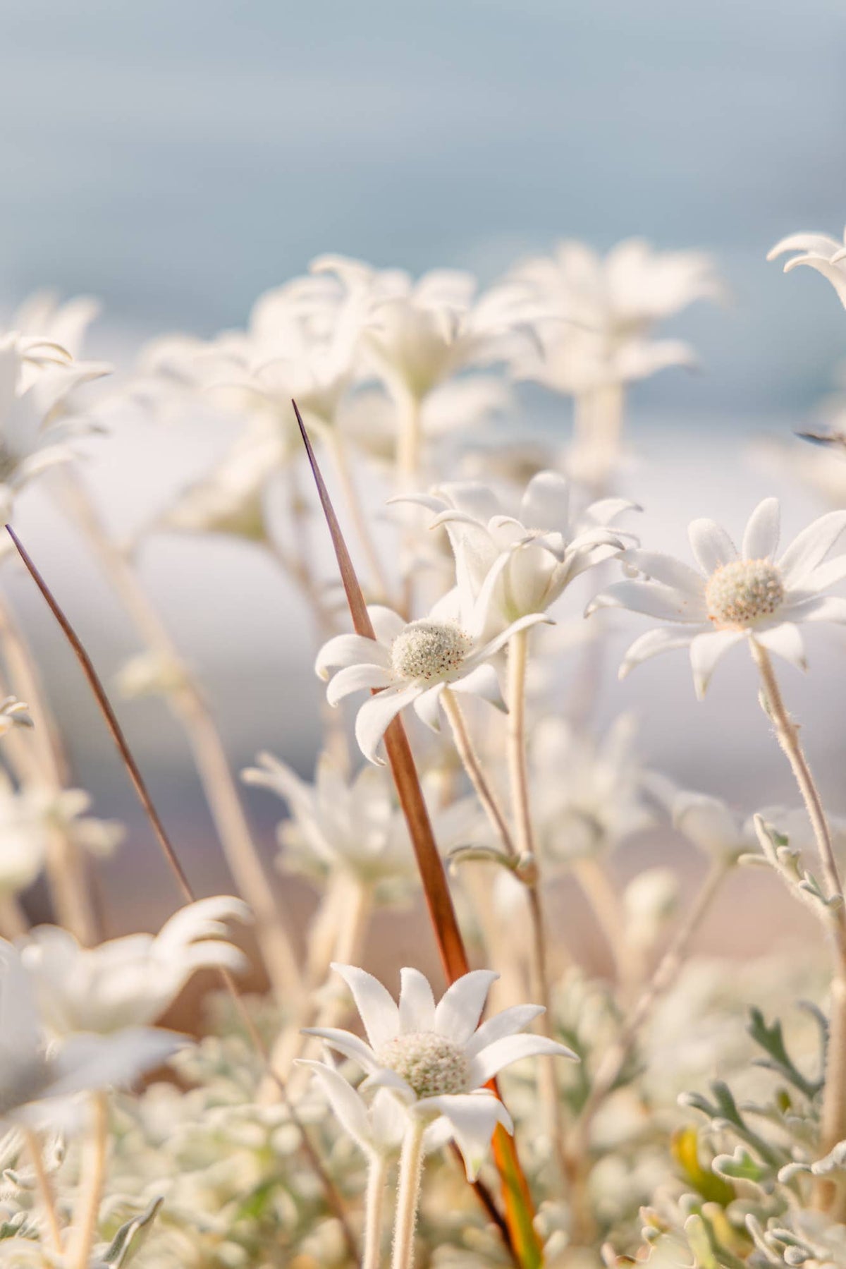 Coastal Petals - Flannel Flower Photography Print