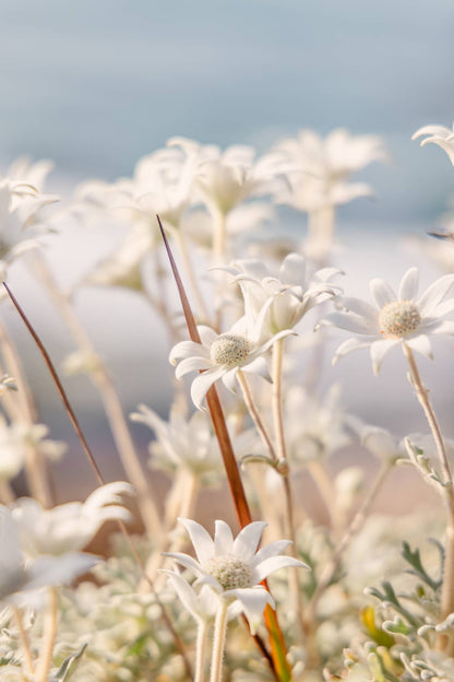 Coastal Petals - Flannel Flower Photography Print
