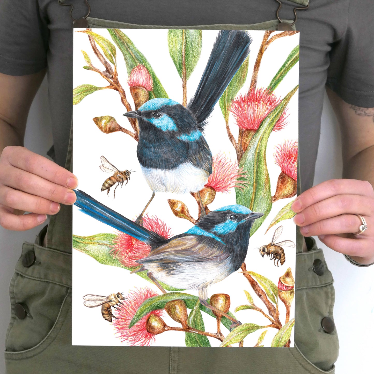 Superb Fairy-wrens - 'Blooming Hues' Art Print