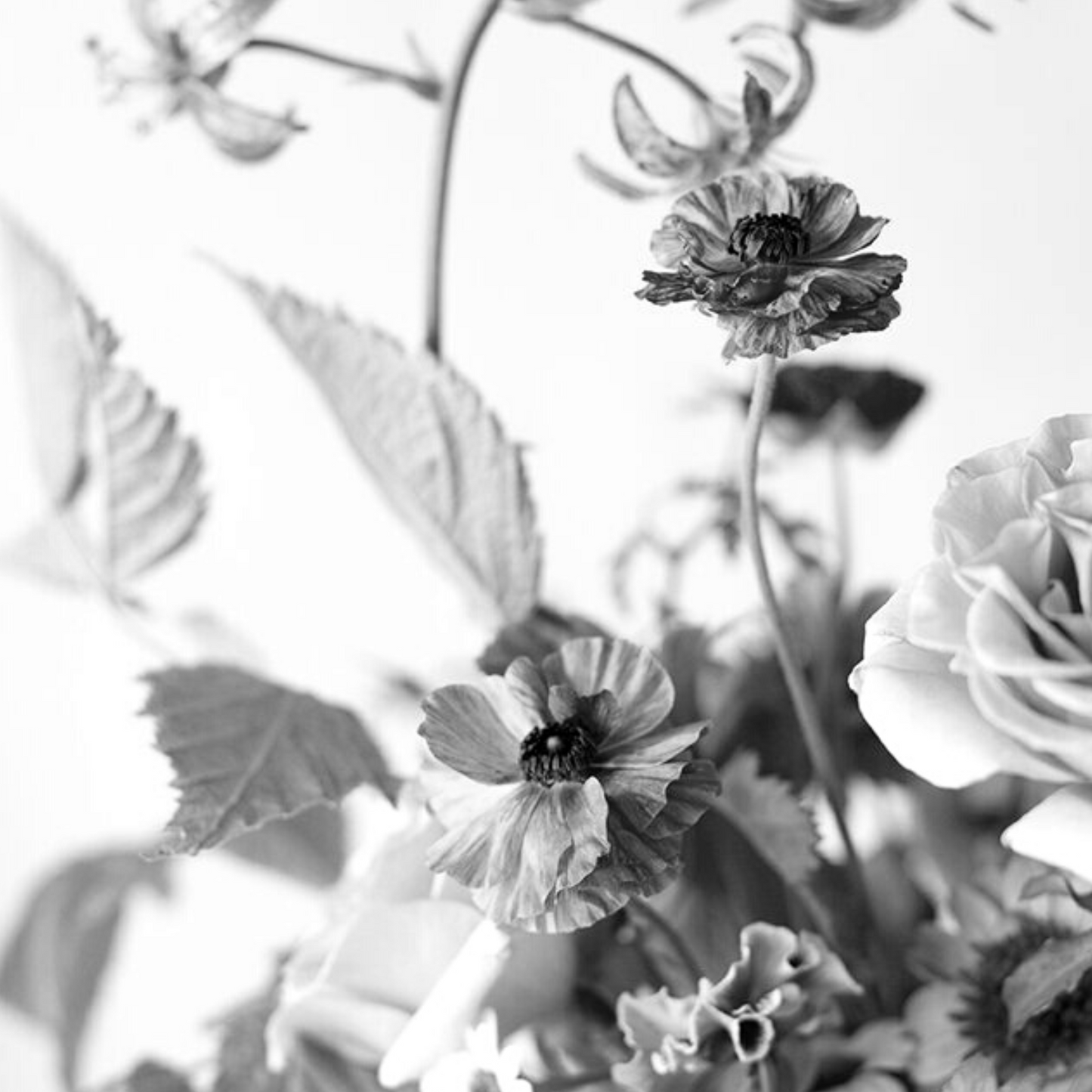 One Seed - Dreamer Eau De Parfum 9ml Rollerball. Handmade in Australia