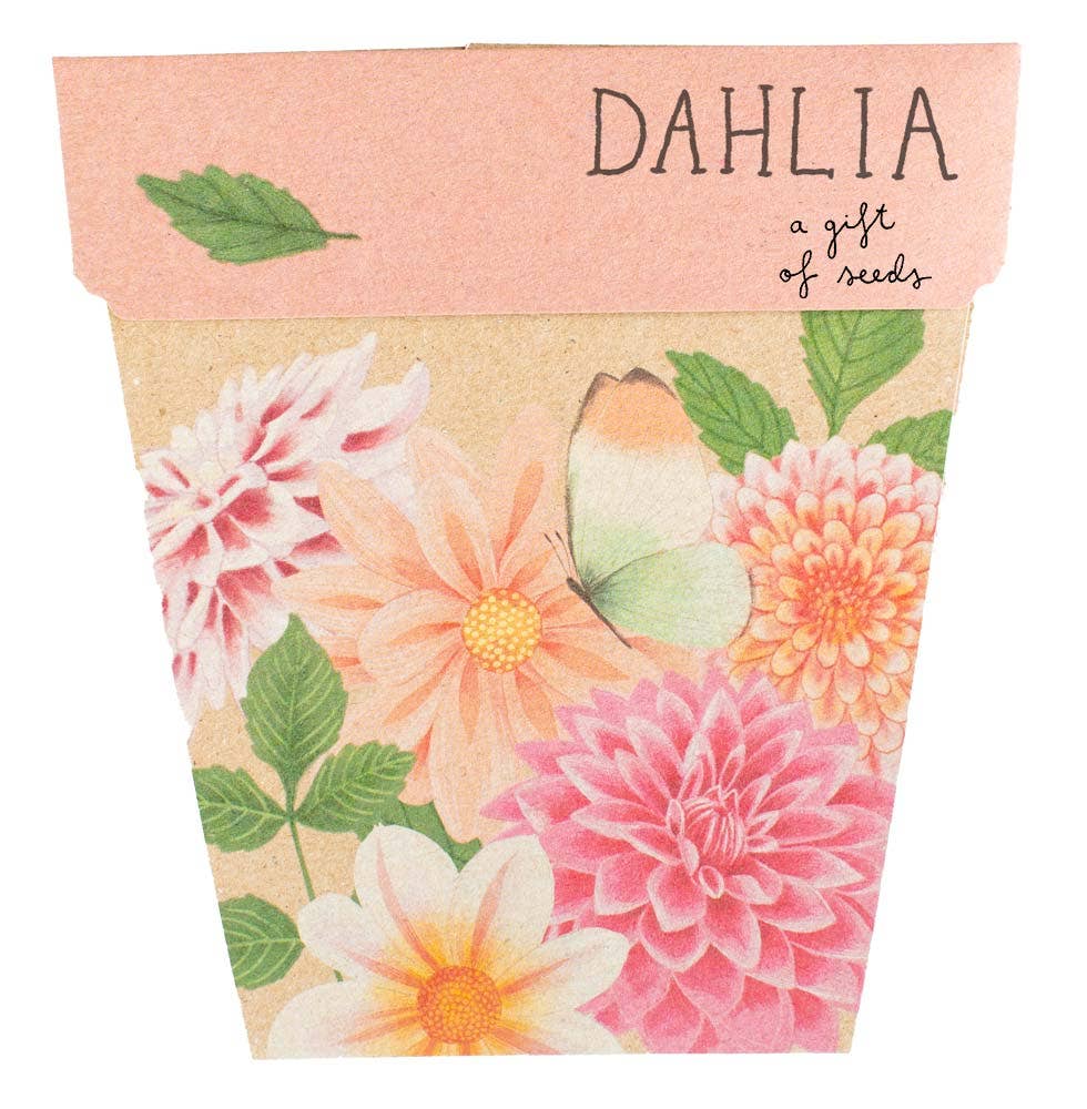 Dahlia Gift of Seeds (Australia Only)