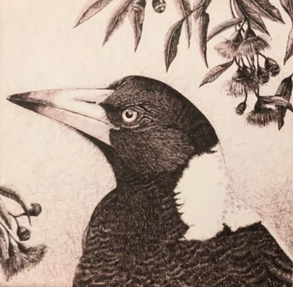Magpie Under the Flowering Gums. Print by Kath Unsworth South Coast Artist