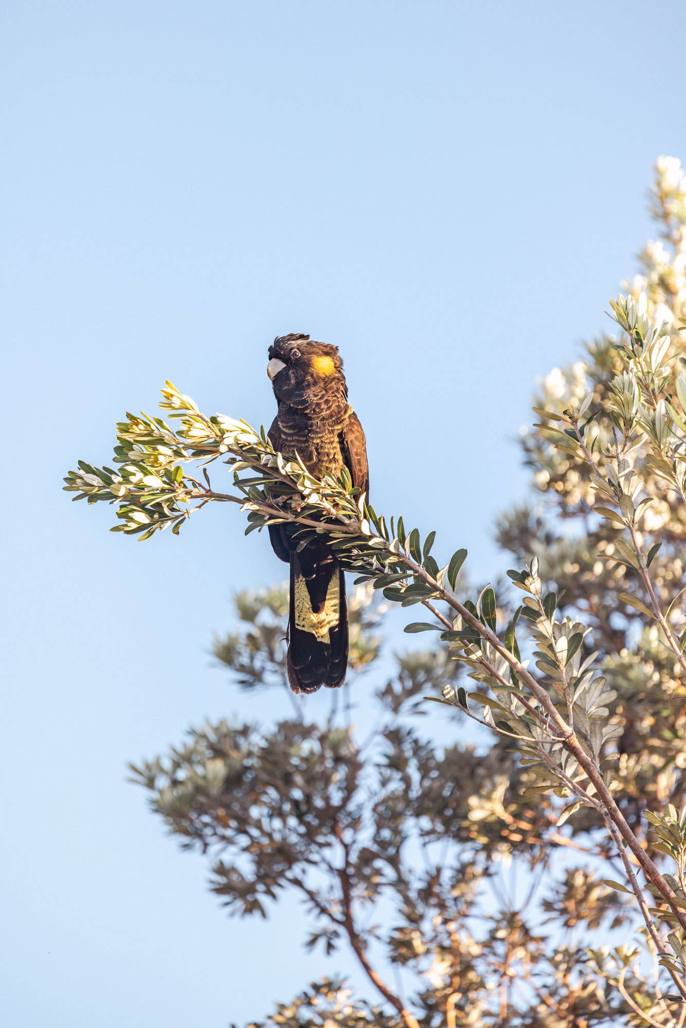 Perched Bloom - Black Cockatoo Photography Print