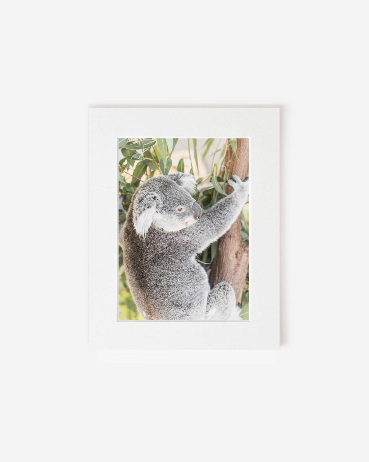 Ned the Koala - Photography Print