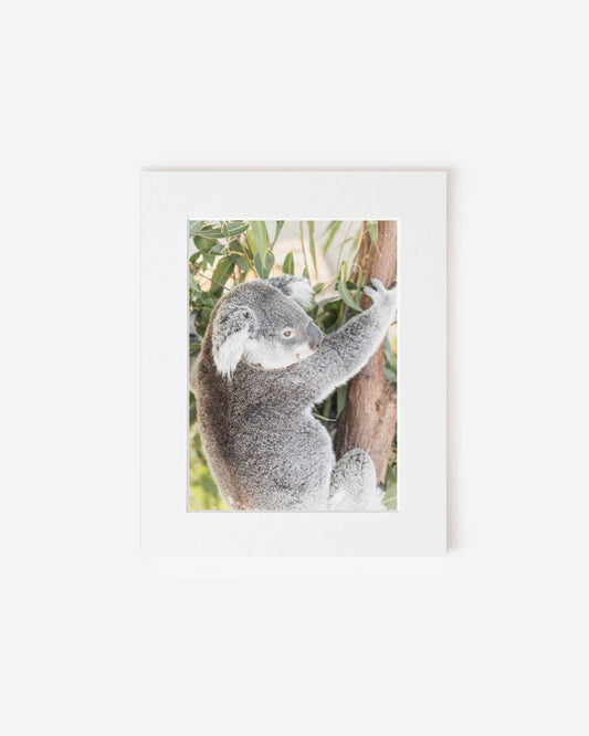 Ned the Koala - Photography Print