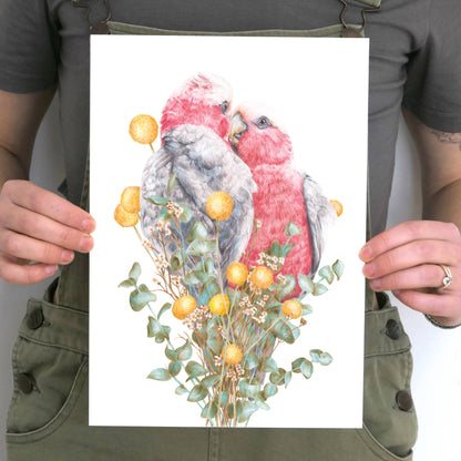 Galahs Art Print