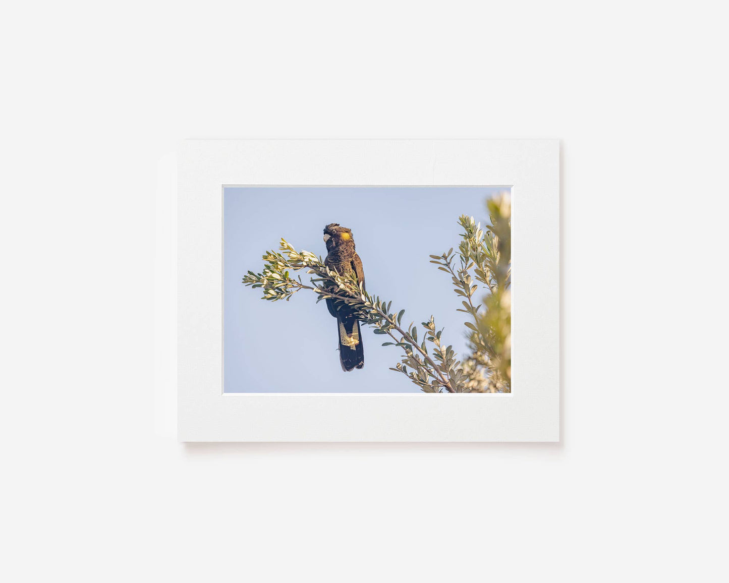 Spirit of the Banksia - Black Cockatoo Photography Print