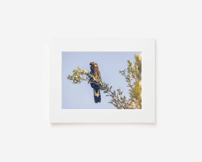 Spirit of the Banksia - Black Cockatoo Photography Print