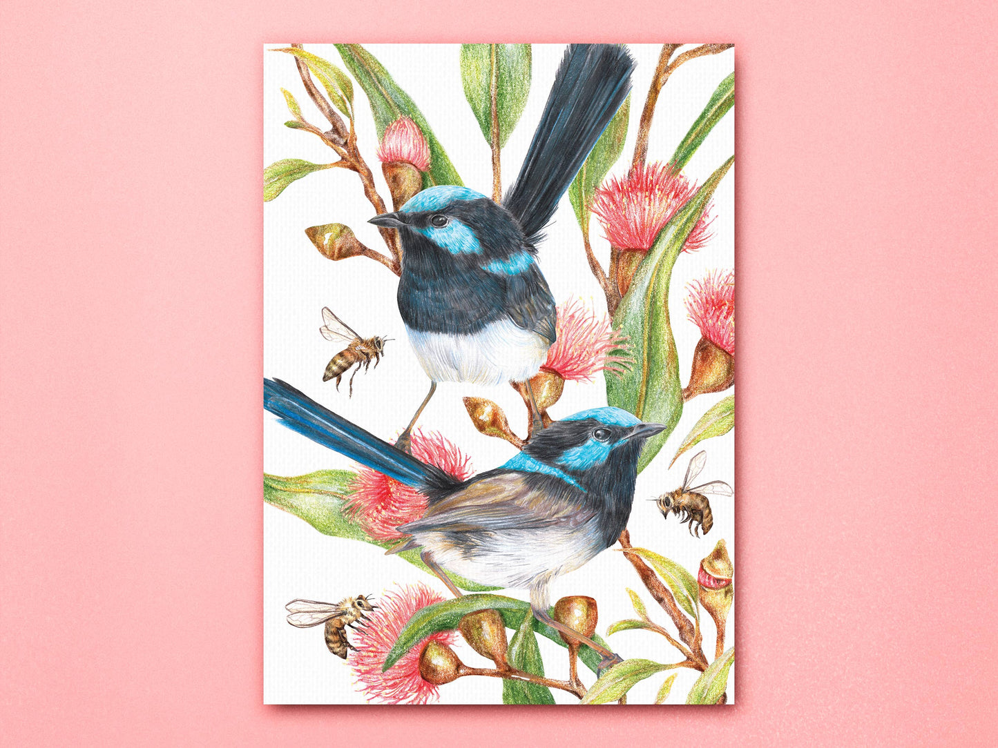 Superb Fairy-wrens - 'Blooming Hues' Art Print