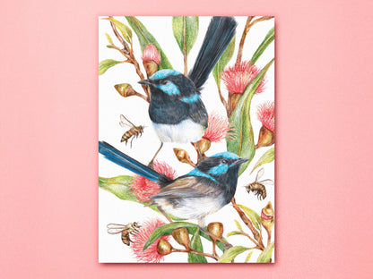 Superb Fairy-wrens - 'Blooming Hues' Art Print