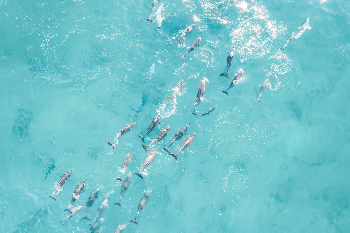 Playful Pod - Dolphin Photography Print