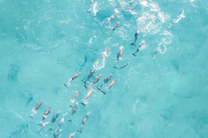 Playful Pod - Dolphin Photography Print