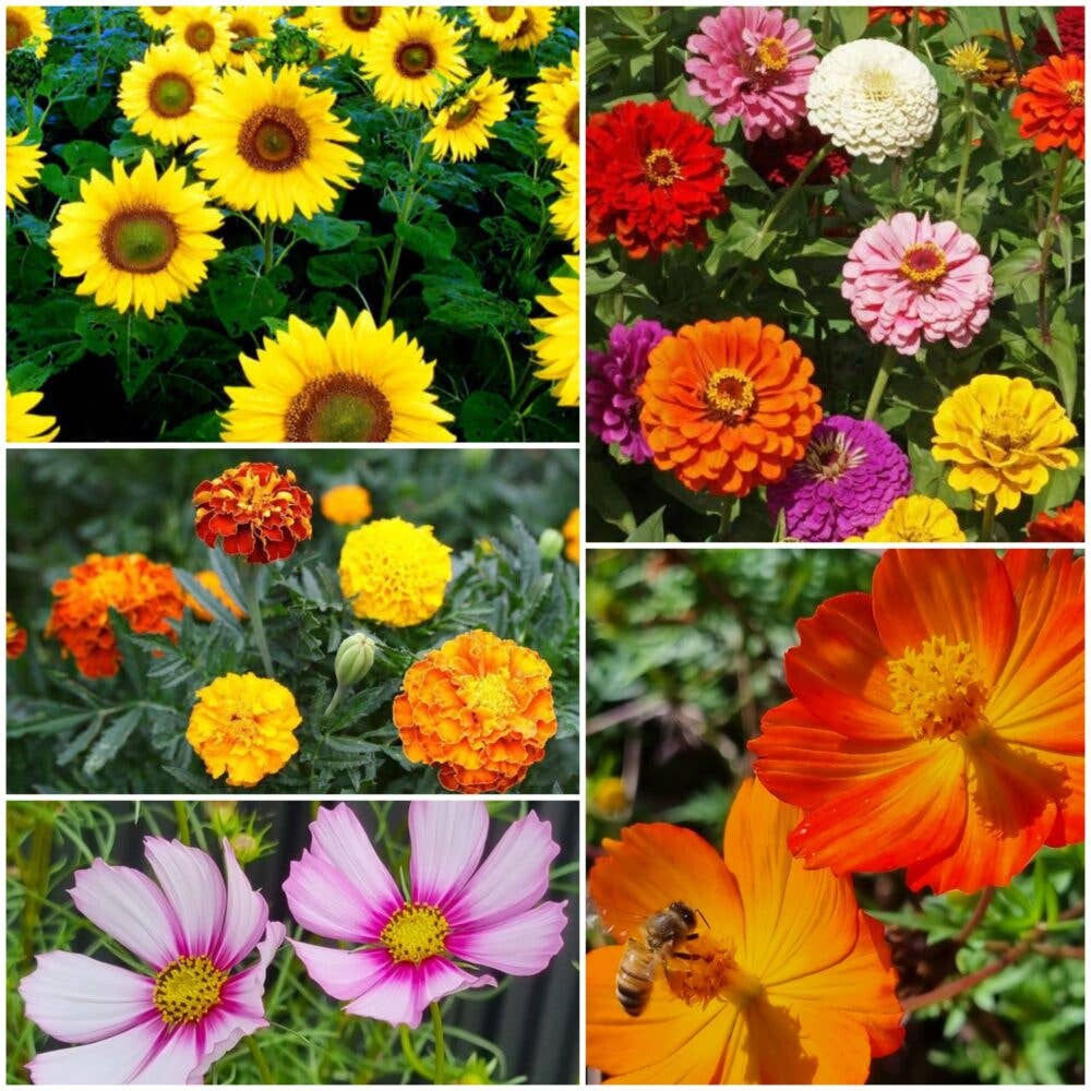 Happy Birthday - Flower Seeds
