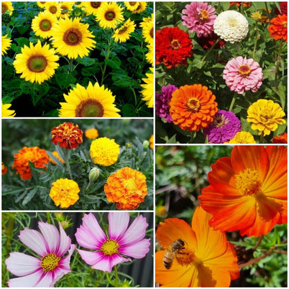 Happy Birthday Flower Girl - Wildflower Seeds