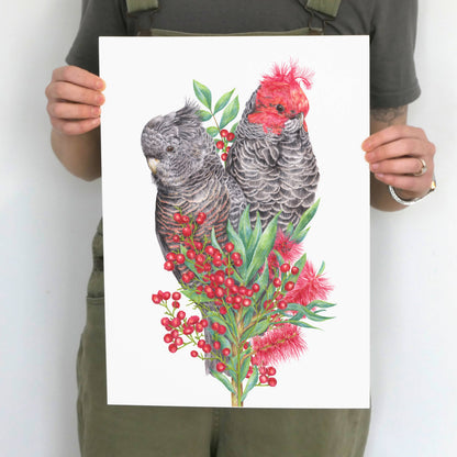 Gang-gang Cockatoos Art Print