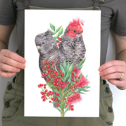 Gang-gang Cockatoos Art Print