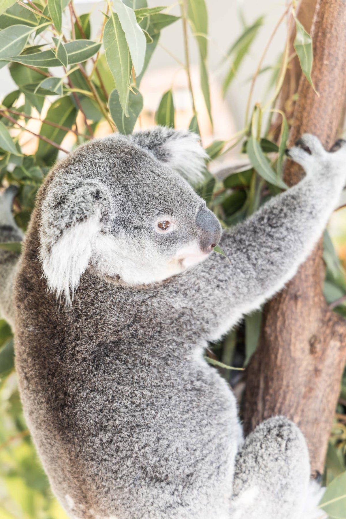 Ned the Koala - Photography Print
