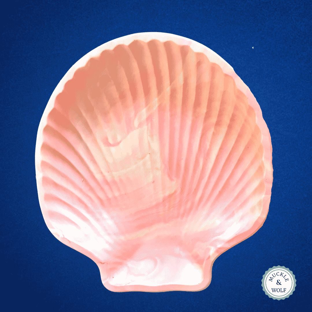 Trinket tray, Shell Design, Eco-Jesmonite. Handcrafted on the South Coast of NSW